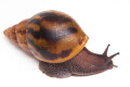 Achatina achatina (GB) subadult 10 cm